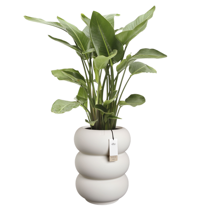 amber roll high 43cm linnen wit